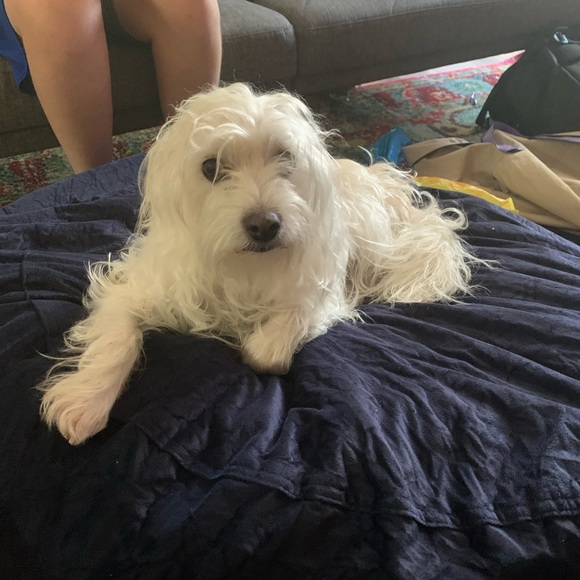 Meet your Posher, Holly - Picture 1 of 2